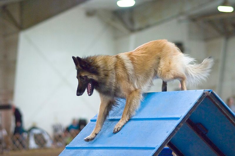 Belgian Tervuren