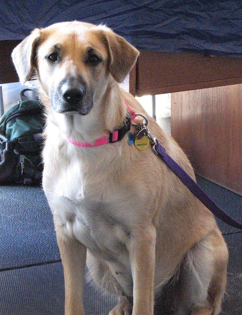 15 dog breeds that look like they belong in a foggy village by the sea 4 Chinook