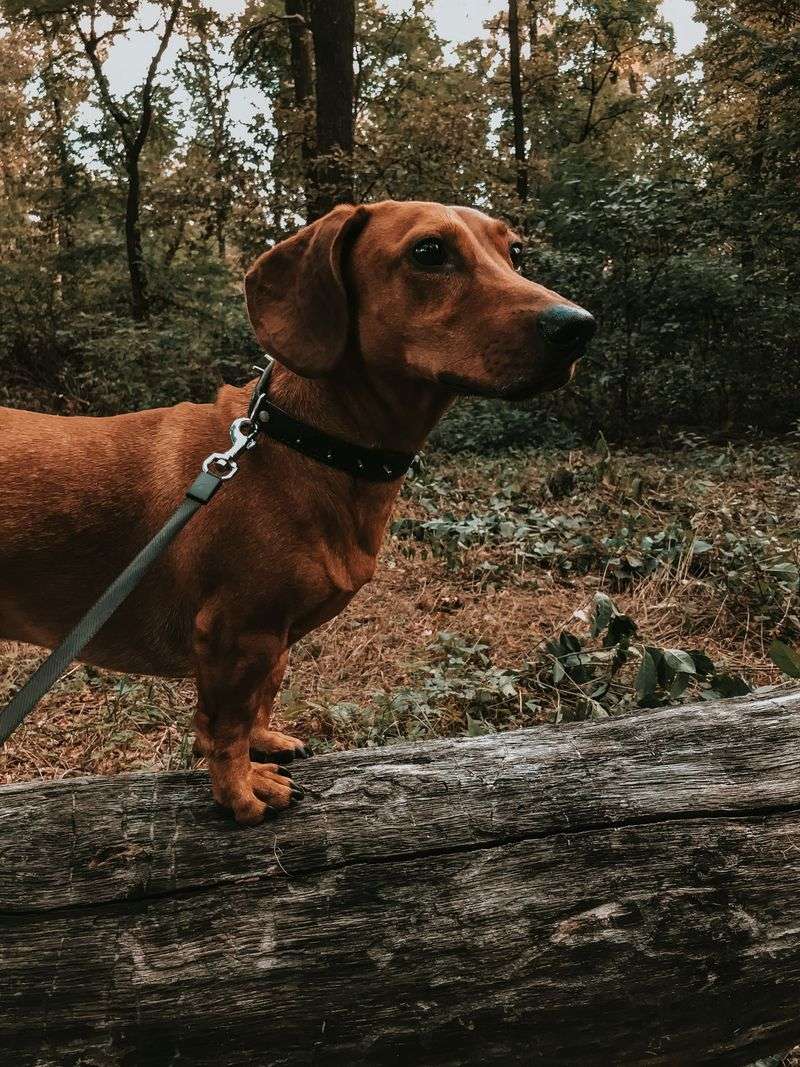Dachshund