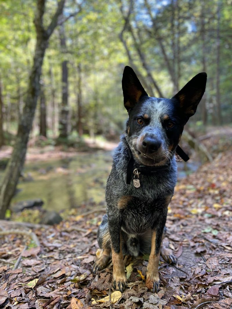 Australian Cattle Dog