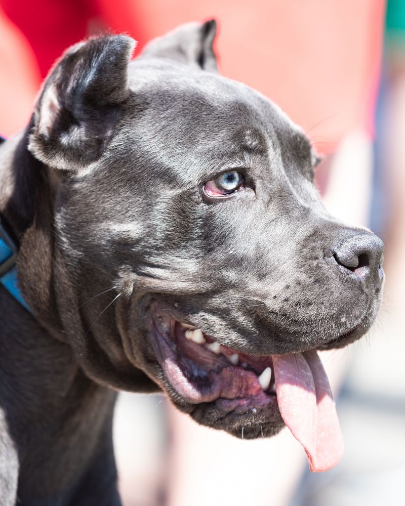 Cane Corso: Powerful Protector