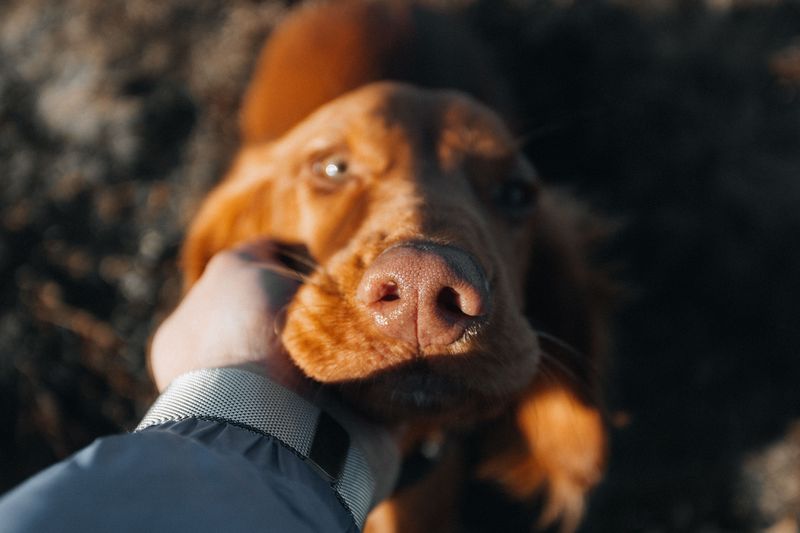 10 hidden scent trails dogs can follow even when humans detect absolutely nothing 7 Where a visitor recently sat