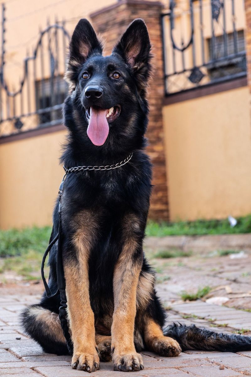 German Shepherd