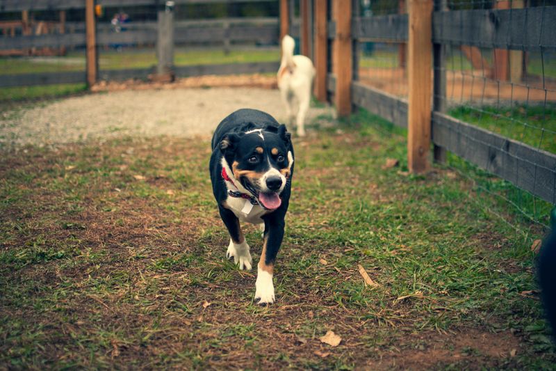 Pacing, restlessness, or inability to settle down