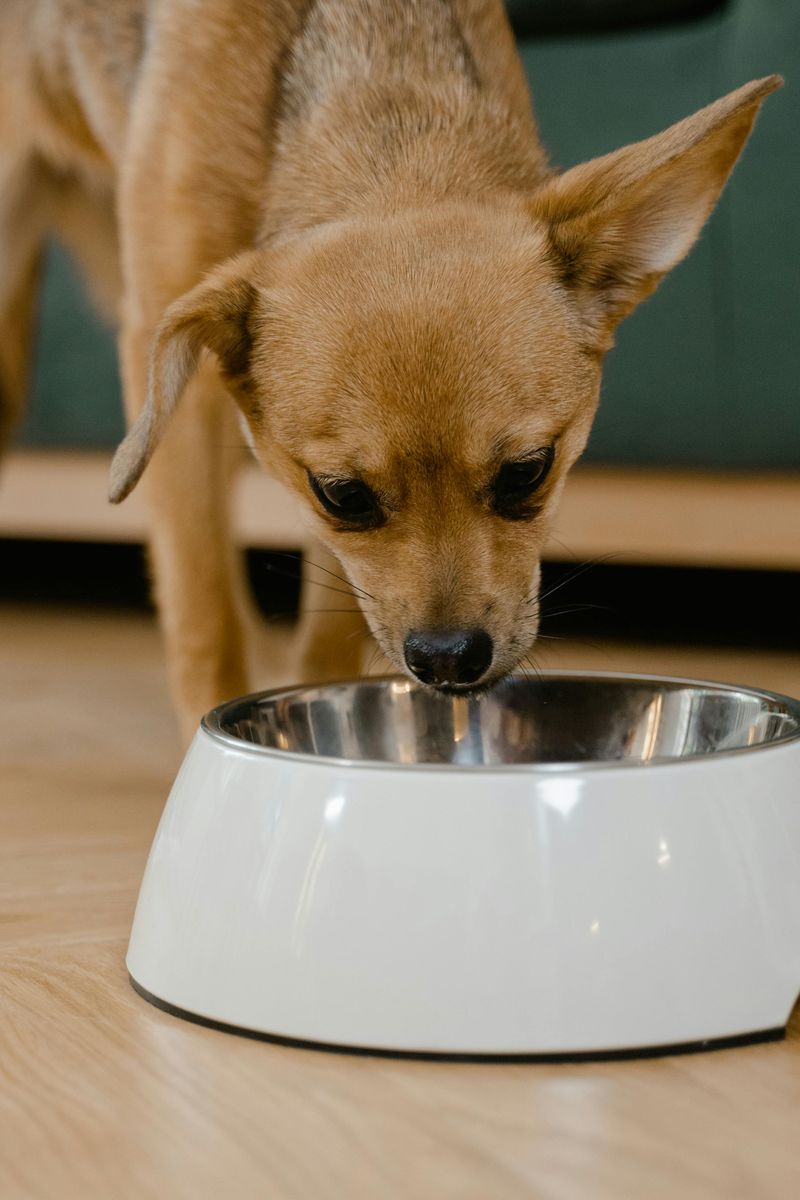 11 beautiful signs your adopted dog no longer feels abandoned or afraid 3 Eating with confidence