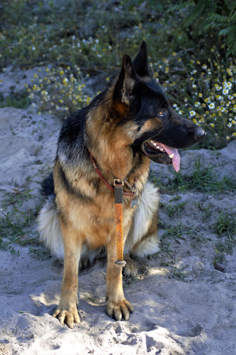 Friendly with people. Competitive with dogs. These 11 breeds often balance both 5 German Shepherd