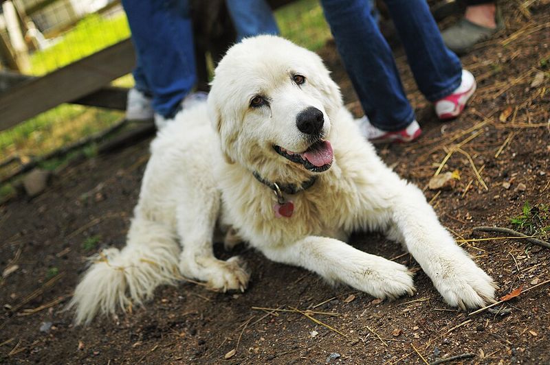 Maremma Sheepdog