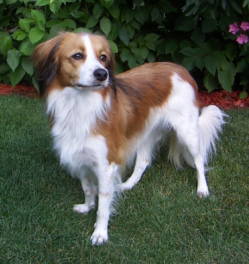 15 Breeds Most Likely To Lick, Nudge Or Paw You When Something Feels “Off” 13 Kooikerhondje