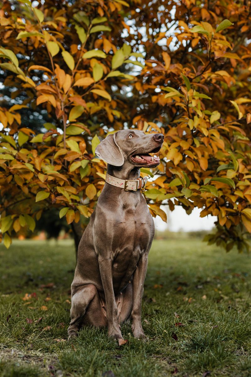 Indoor boredom hits these 11 dog breeds harder than most owners realize 8 Weimaraner