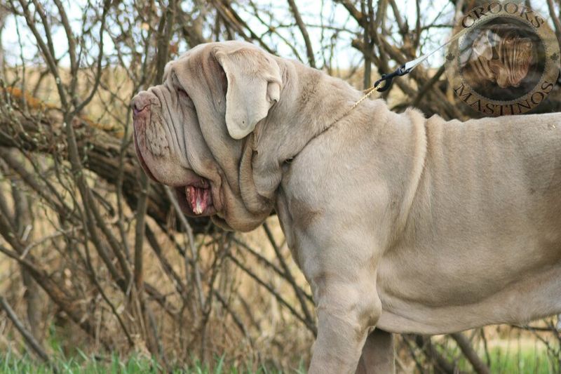These 8 Italian dogs combine beauty, personality, and surprisingly great companionship 9 Neapolitan Mastiff