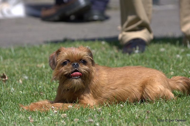 15 dog breeds that turn waiting into a dramatic, emotional performance 16 Brussels Griffon