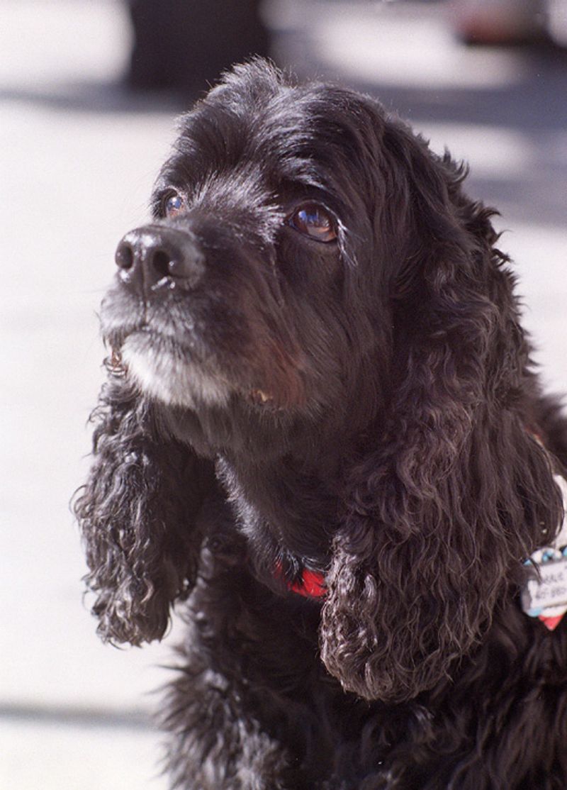 You brush, bathe and trim - but owners of these 12 dog breeds often forget the ears 2 Cocker Spaniel