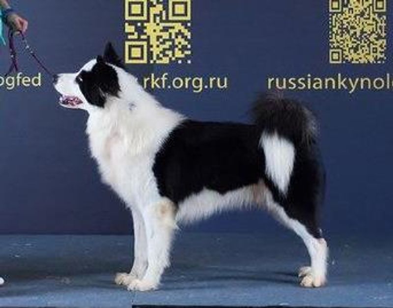 12 breathtaking northern dog breeds with looks straight out of the wilderness 3 Yakutian Laika