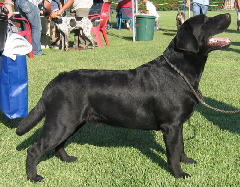 Labrador Retriever