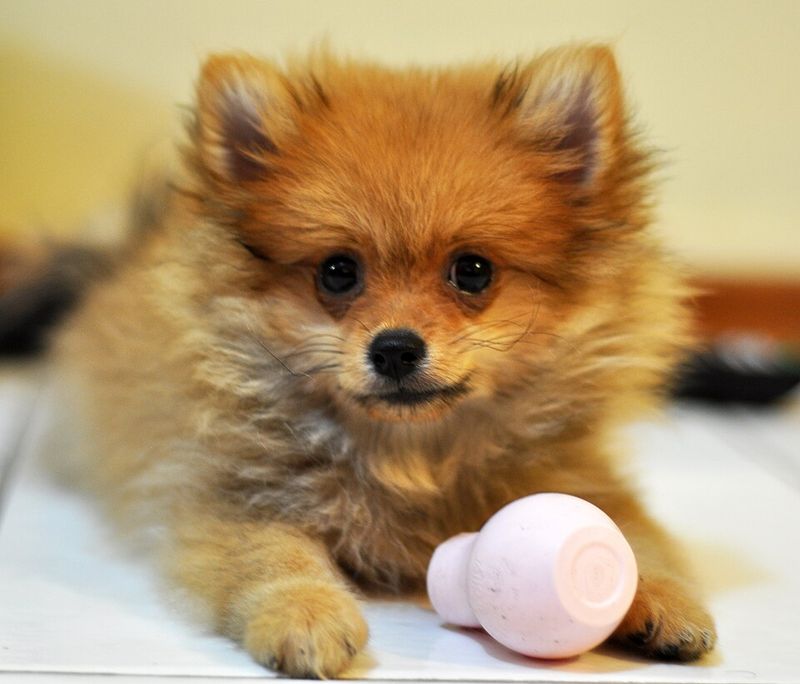 14 dogs that lose it over tiny household noises 15 Pomeranian