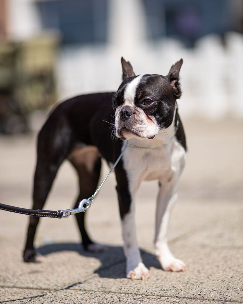 These dog breeds seem built for homes where something is always happening 10 Boston Terrier