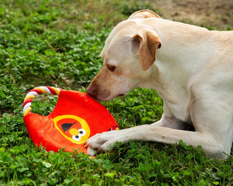 Safe and Stimulating Toys