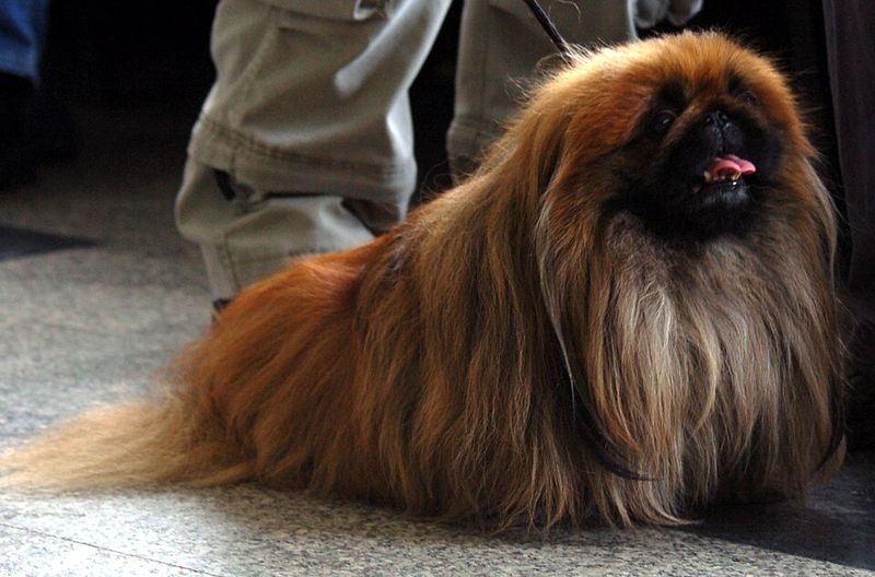 Dog trends move in cycles - These once-familiar breeds deserve another look 12 Pekingese