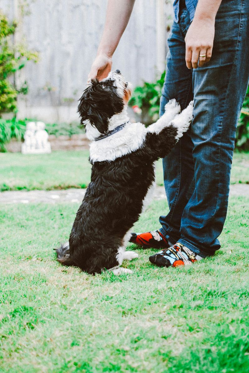 Stop the Jumping: 12 Mistakes That Turn Sweet Dogs Into Guest-Attacking Kangaroos 3 Letting Guests Pet a Jumping Dog “Just This Once”