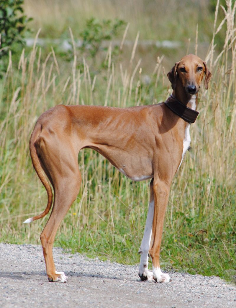 25 Unusual Dog Breeds That Stand Out for Their One-of-a-Kind Features 24 Azawakh