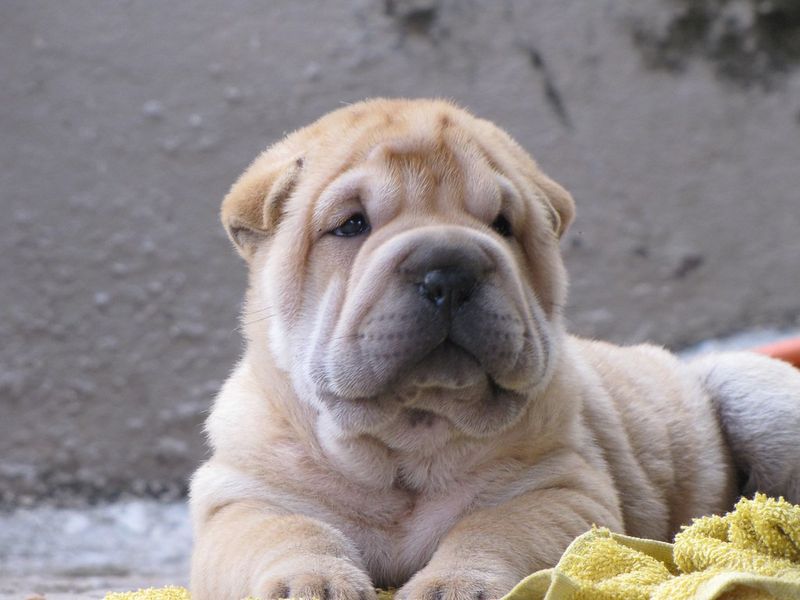 Shar Pei