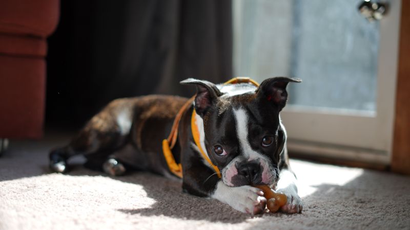 These dog breeds may follow you everywhere - but they don't always need you to entertain them 9 Boston Terrier
