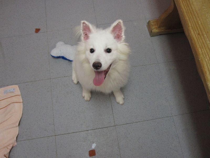 American Eskimo Dog