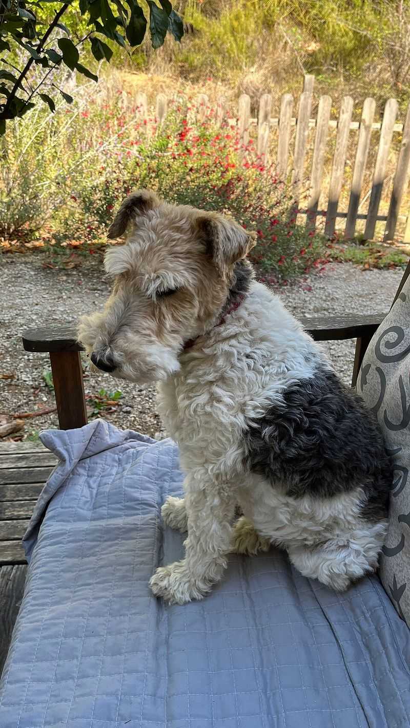 25 Dog Breeds Known for Their Independent or Stubborn Nature 13 Fox Terrier