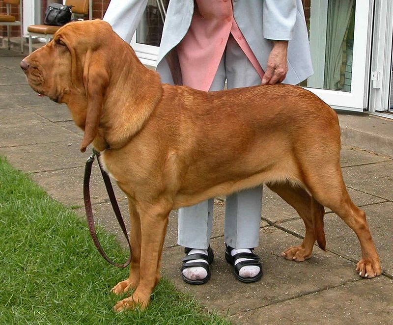 Bloodhound