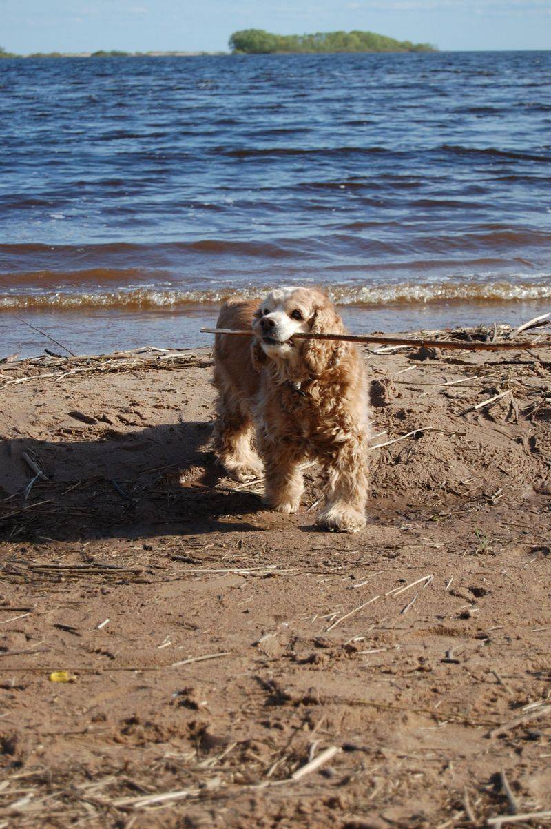 Cocker Spaniel