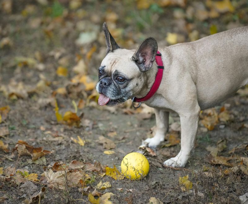 16 dog breeds that tend to show the biggest personality differences between individuals of the same breed 9 French Bulldog