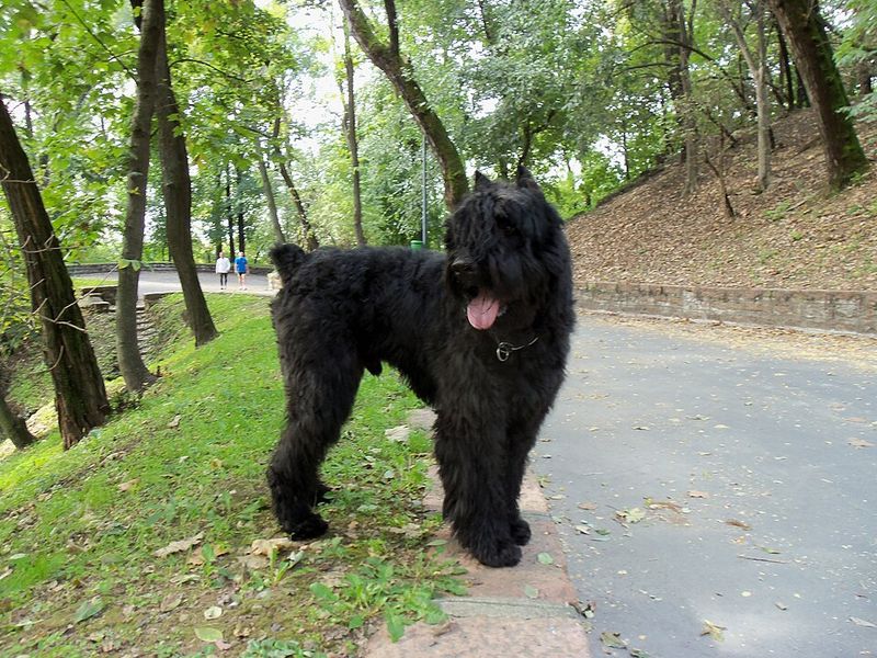 "Retractable Leashes Should Be Banned” Is Blowing Up Again - 13 Breeds Most Mentioned in Injury Horror Stories 2 Bouvier des Flandres