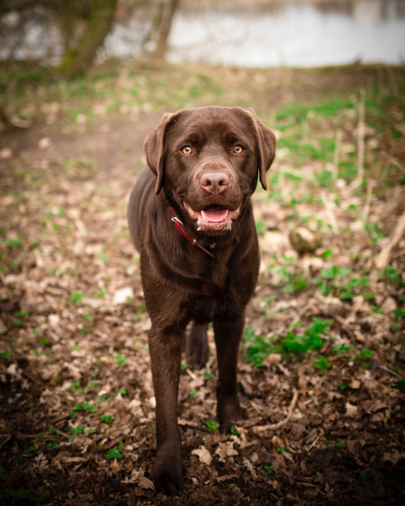 These 13 medium-sized dogs can handle family chaos all day and still settle beautifully at night 12 Labrador Retriever