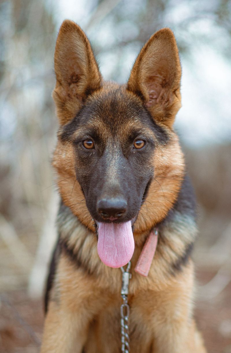 German Shepherd