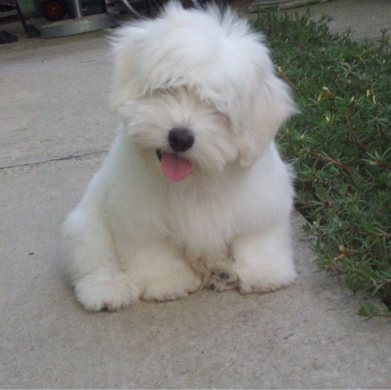 Coton de Tulear