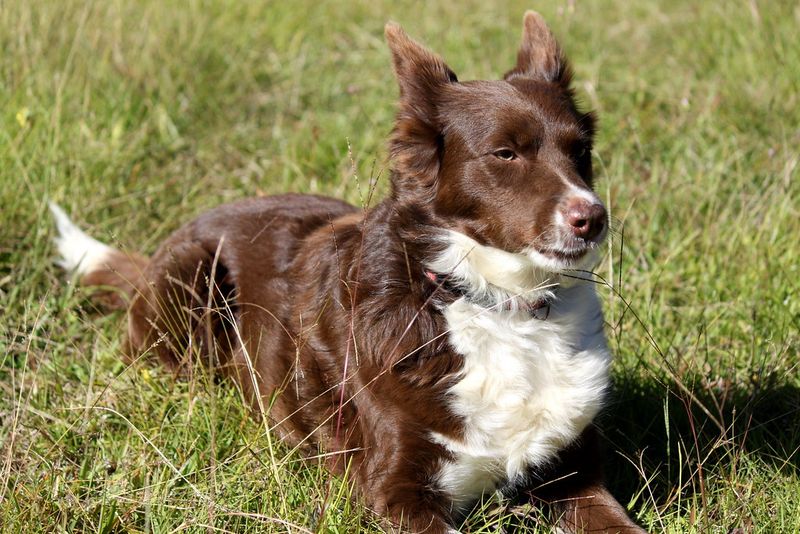 16 Heavy-Shedding Dog Breeds That Shed a Lot (and 10 That Shed Very Little) 18 Border Collie