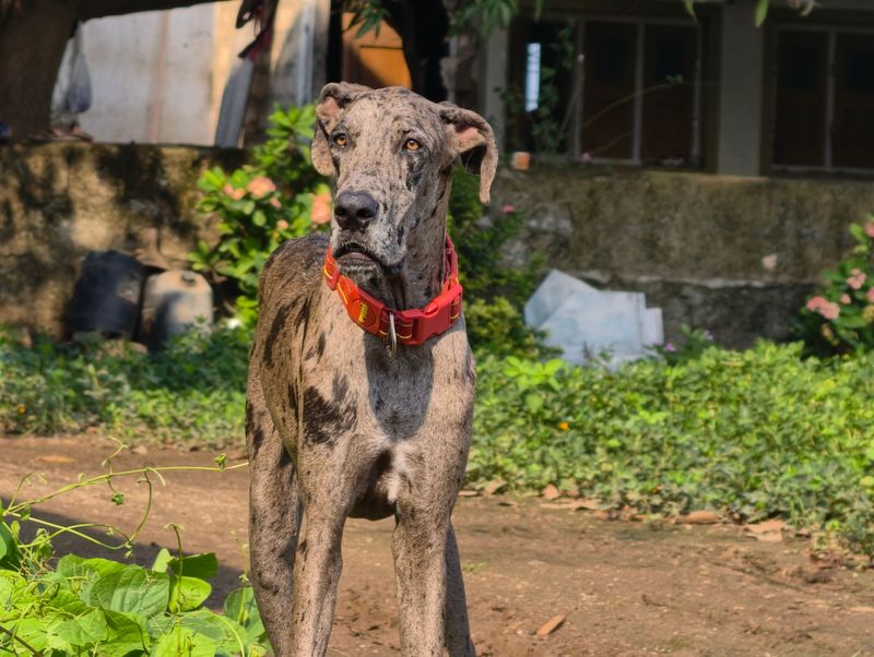 Puppy chaos doesn't last forever - These breeds can grow into wonderfully gentle adults 3 Great Dane