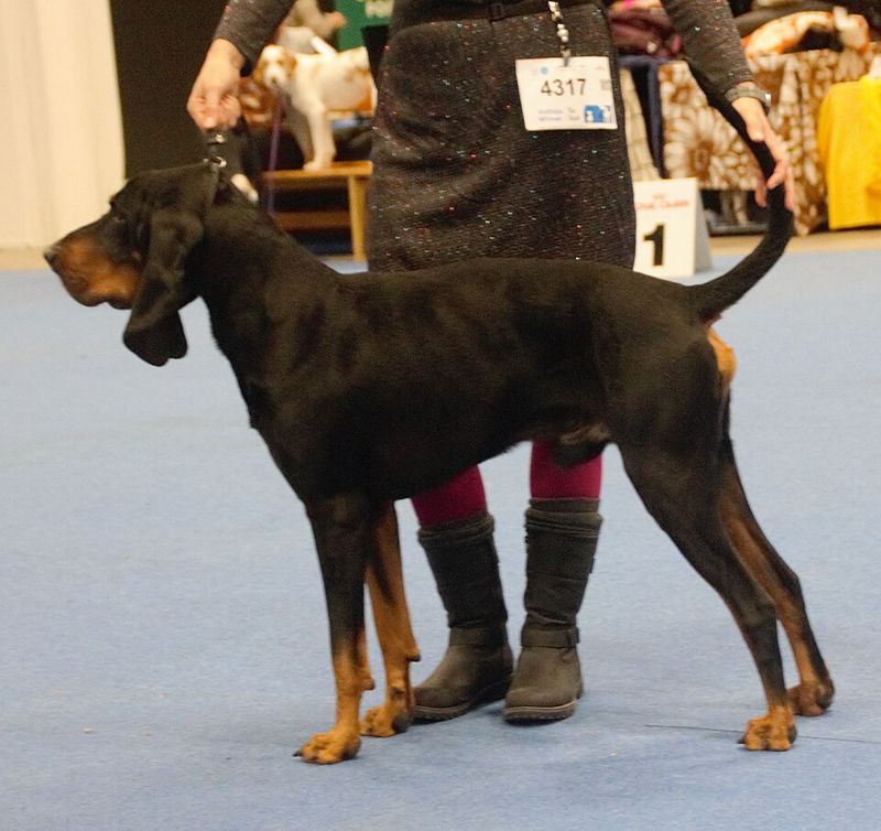 Black and Tan Coonhound