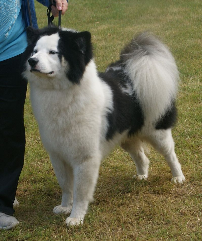 Neutering Backlash Threads Are Heating Up – 12 Breeds Owners Say Changed After Surgery 11 Yakutian Laika