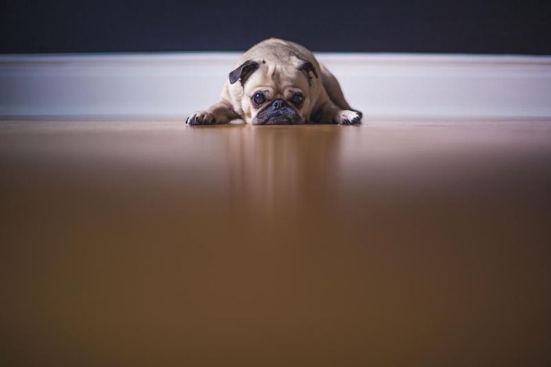 12 Dog Types That Can’t Stand Being Left Alone (And Show It Dramatically) 11 Pug