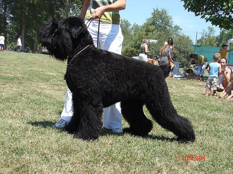 Black Russian Terrier