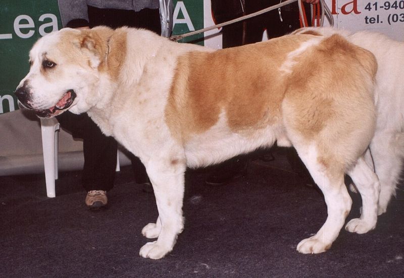 Central Asian Shepherd (Alabai)