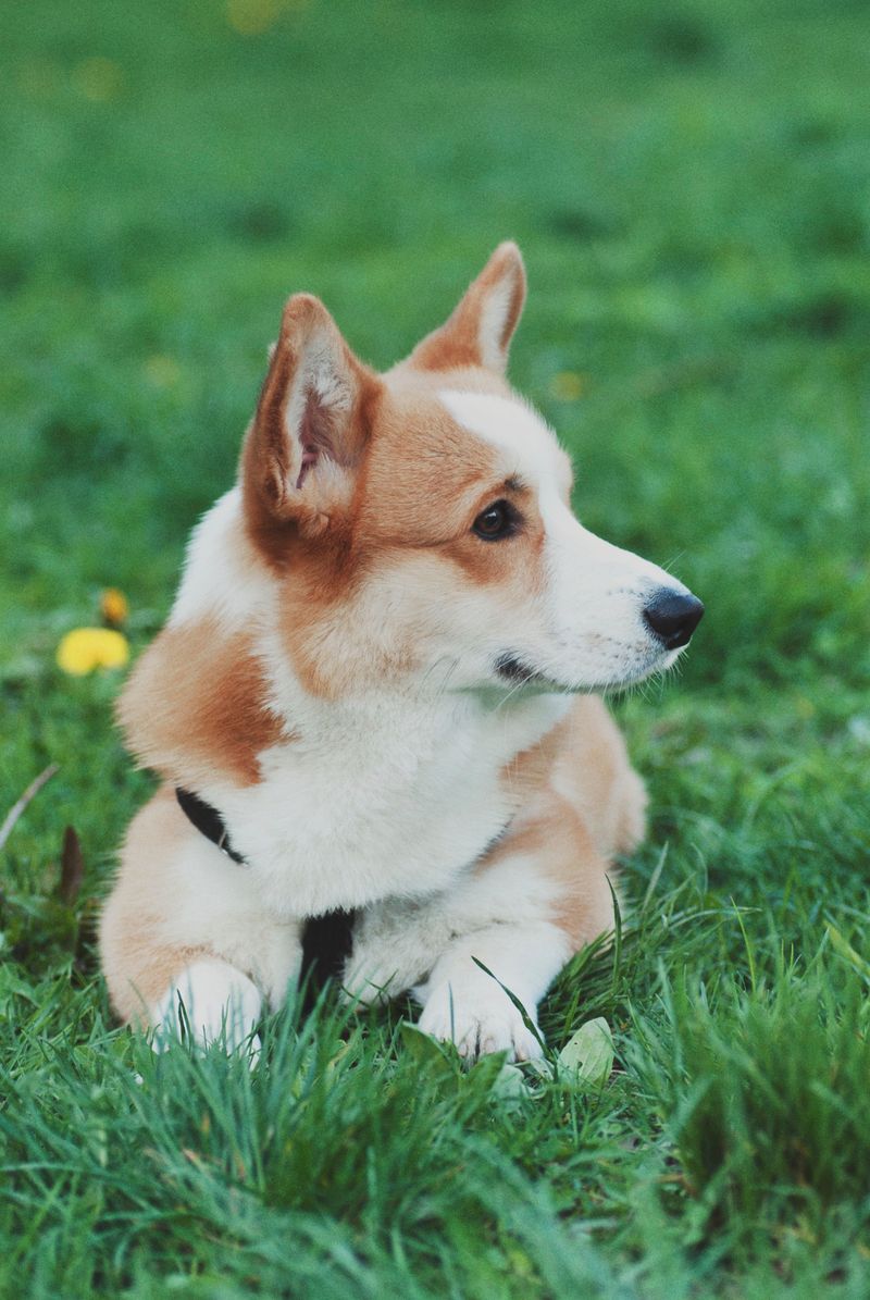These dog breeds prove canine cuteness comes in far more forms than fluffy puppies 10 Pembroke Welsh Corgi