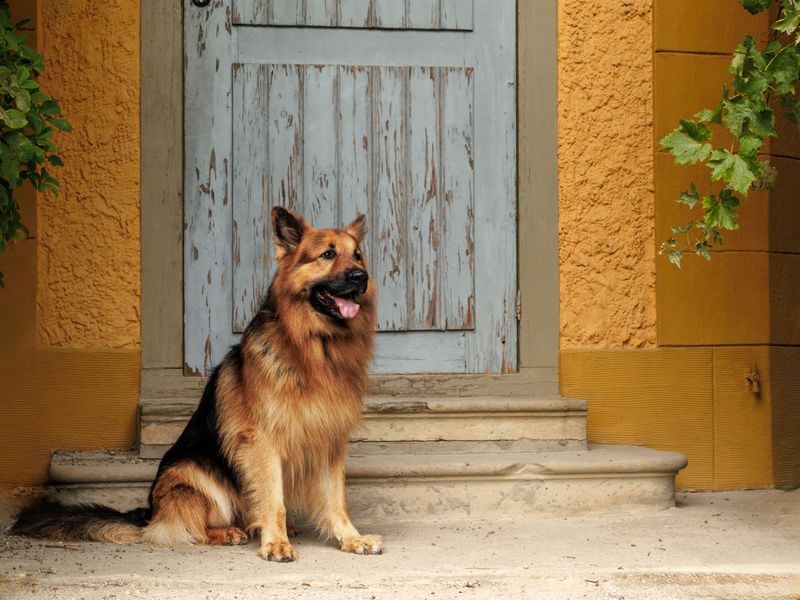 These 13 dog breeds spark the biggest training debates - plus 3 that seem easier to teach 13 German Shepherd