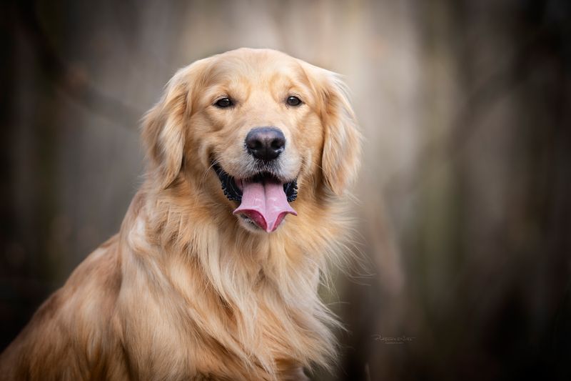 24 Dog Breeds That Show True Balance Between Power and Kindness 12 Golden Retriever