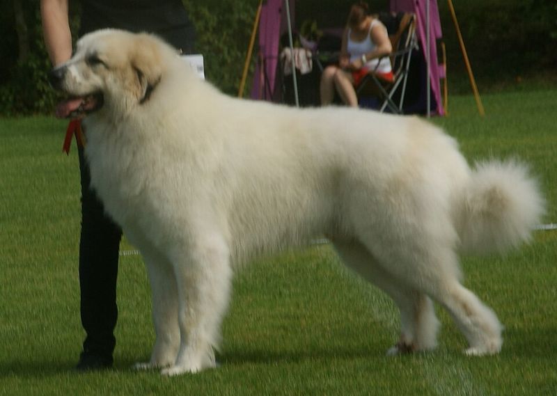 26 Dog Breeds Historically Associated with Strong Defensive Behavior 13 Great Pyrenees