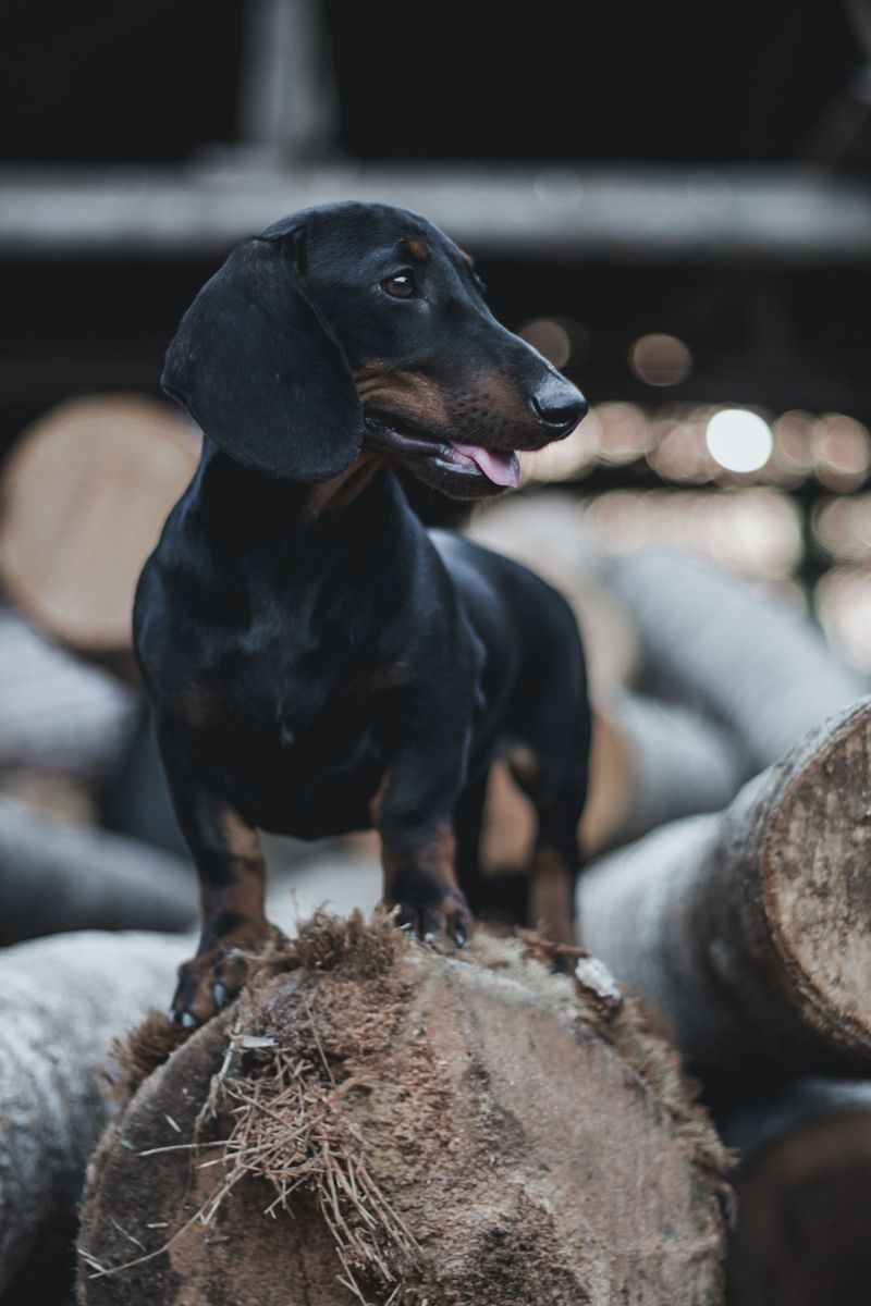 Want a dog that makes you think too? These clever breeds can keep their owners mentally involved 10 Dachshund - the curious sleuth