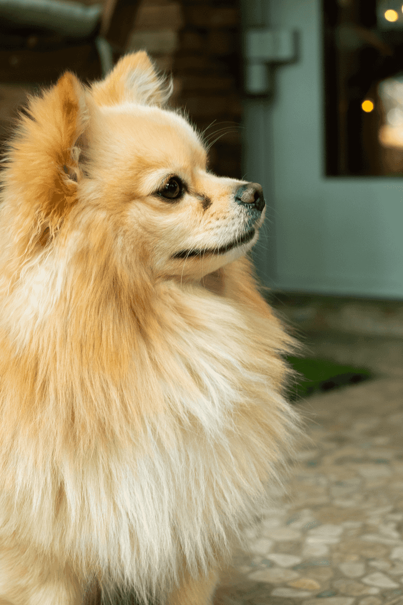 Pet another dog and suddenly these breeds may become very interested in what you're doing 4 Pomeranian