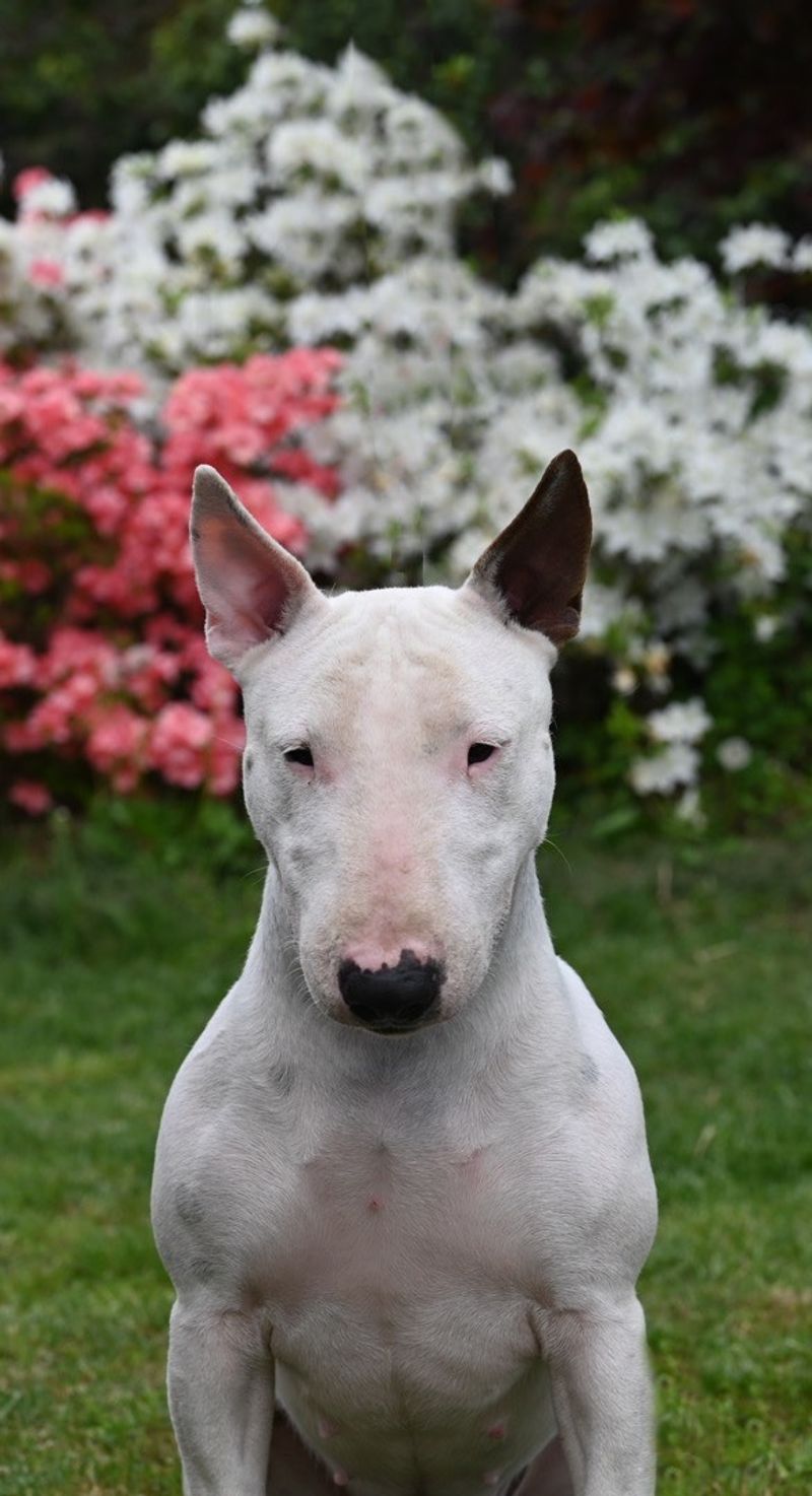 25 Unusual Dog Breeds That Stand Out for Their One-of-a-Kind Features 8 Bull Terrier