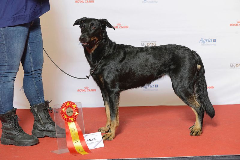 These companions often assess new situations before taking action 7 Beauceron